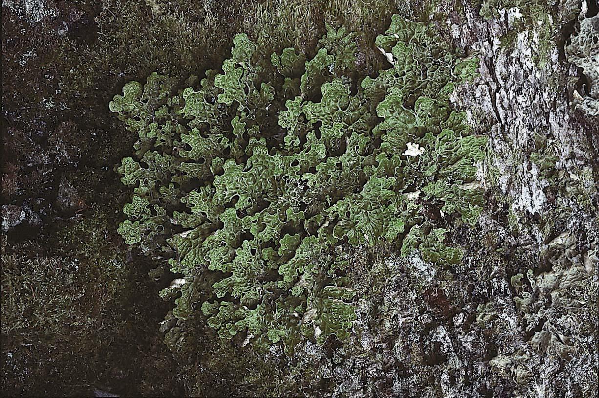 Lungenever – eit lav som er vanleg på trestammer av ask, alm og lind langs fjorden innanfor Skånevik.