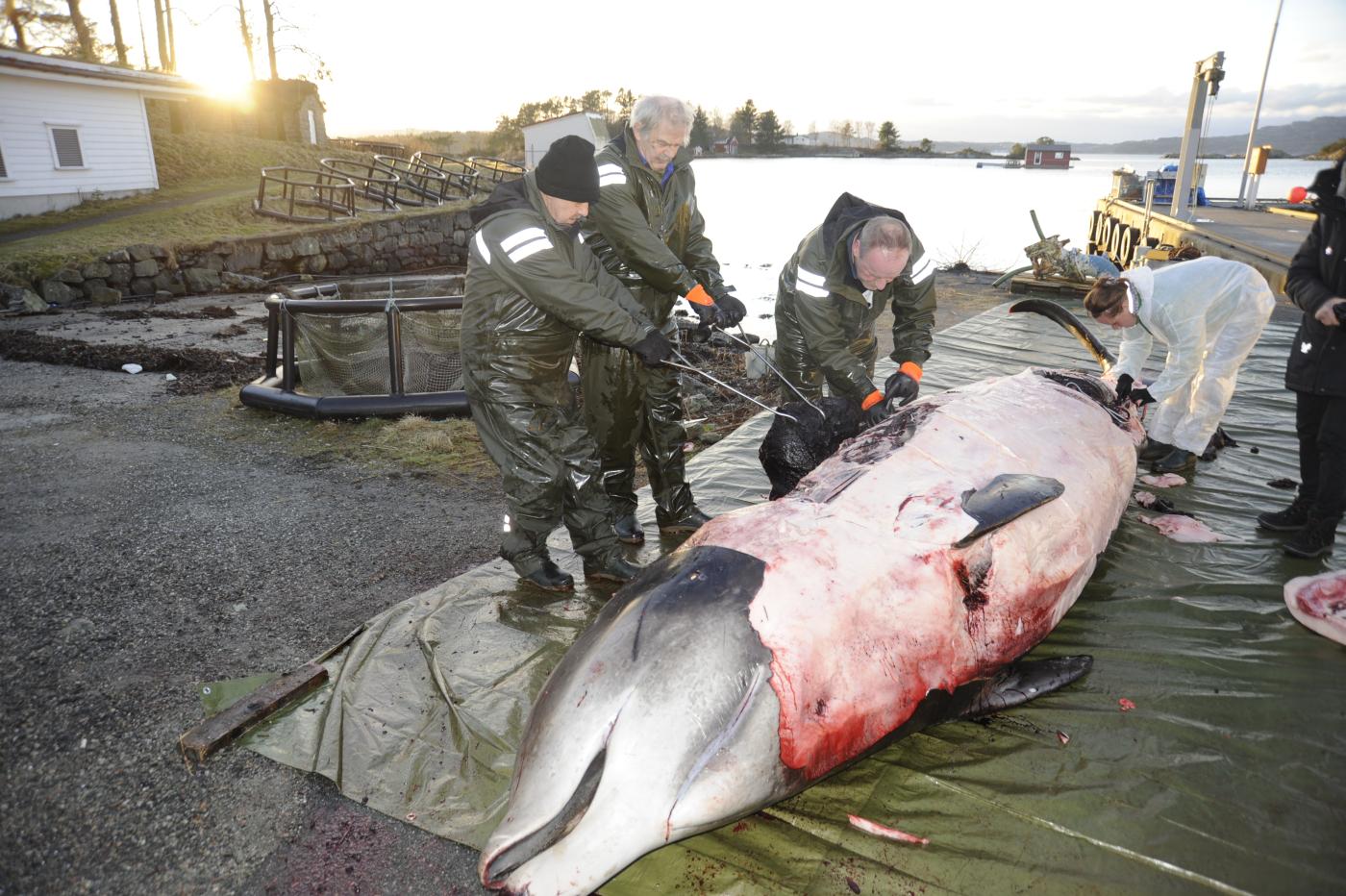 Kvalen blei dissekert på staden etter at han var blitt avliva. Skjelettet skal stillast ut i kvalsalen til Naturhistorisk museum og vil vera på plass når museet gjenopnar sommaren 2019