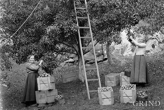 Pærehausting på Djødno kring 1900