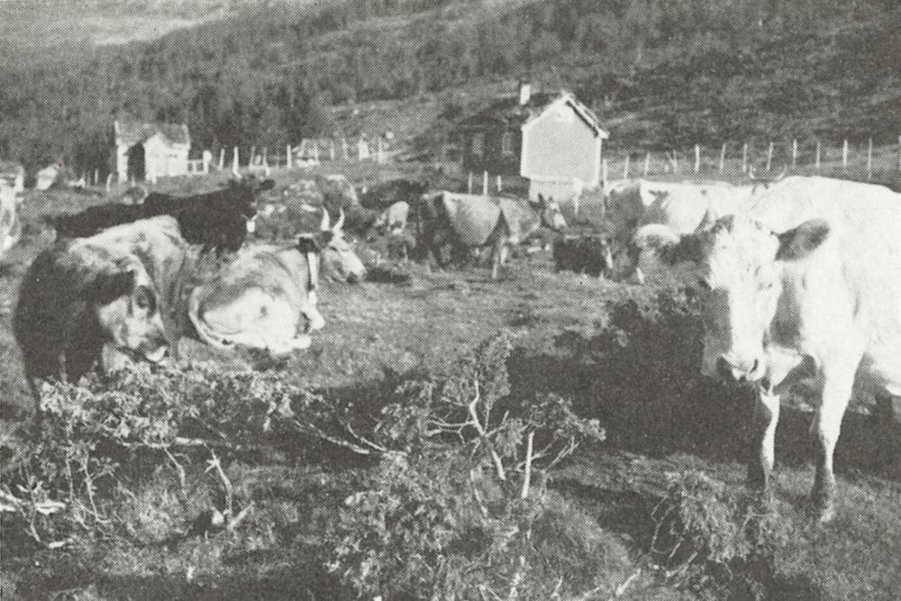 Randastølen er ein av dei største stølane i Stryn kommune. Her rår søndagsro over setertunet ein gong på 1960-talet.
