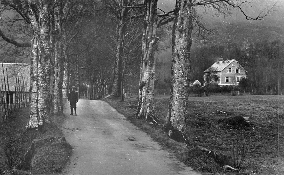 Claus Frimann gjorde Davik grønare enn før. Saman med konfirmantane samla han renningar av ask, alm, eik og furu og planta mellom anna ein allè frå prestegarden til kyrkja. Her ser vi Birger Indredavik (1901-1988) på skuleveg gjennom bjørkeallèen kring 1910-1912. Til høgre ser vi nye prestebustaden bygd i 1901 og som brann ned i 1986. "I min erindring ser jeg ham helst vandre på de smukke skrenter der omgav hans bolig, og hvor en lys og munter vekst av frodige løvtrær og blomstrende busker omskygget...