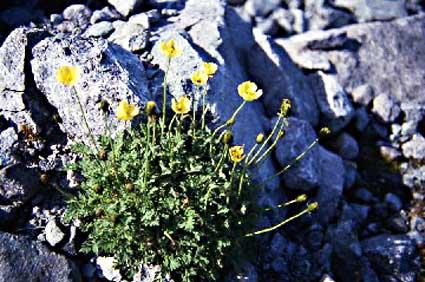 Urvalmuen veks mellom steinane i rasmarka under fjellet Bleia.