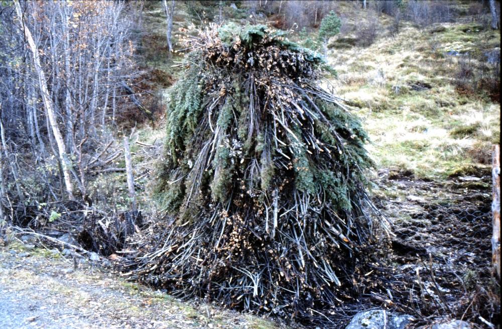 Dette lauvrauket vart oppført på Molandsmorki ut på 1980-talet og viser at desse eldgamle haustingstradisjonane framleis er i hevd. Kanskje er det framleis nokon som meistrar denne teknikken i dag?  