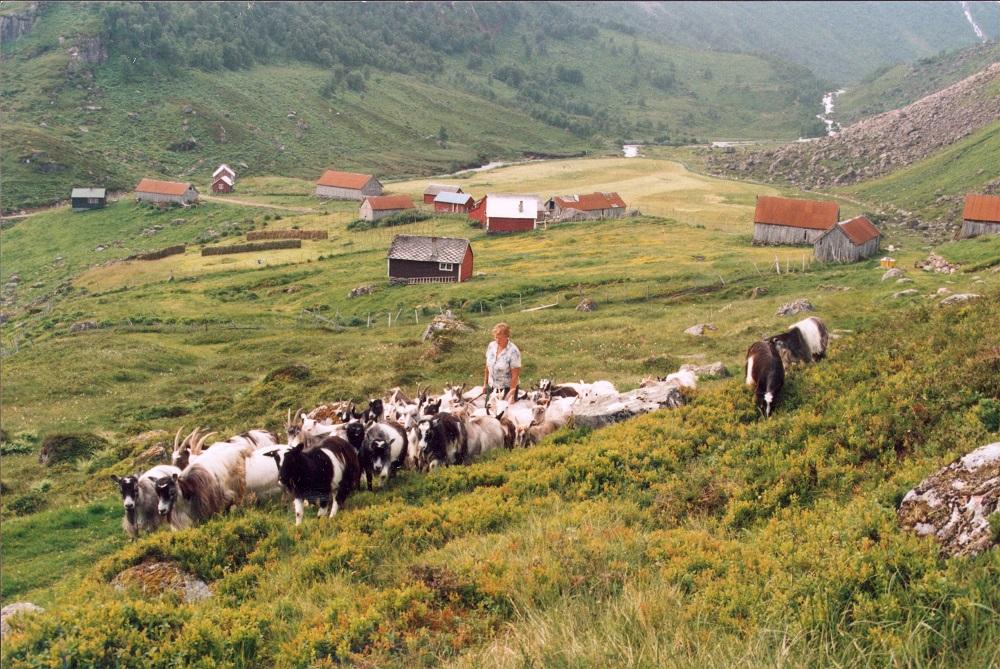 Marta Næss på stølen med geiteflokken.