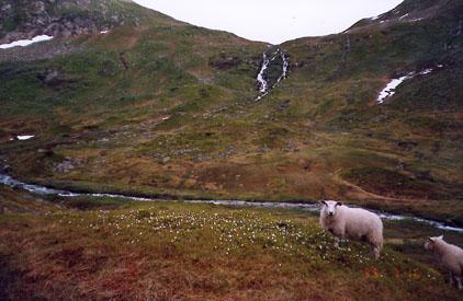 Staden Svolset fotografert frå sør sida av Friksdøla. Legg merke til dei karakteristiske svullane i landskapet og snøen som enno ligg midt i juli. Det er truleg svullane som har gjeve namnet til Svolset. Truleg er det morenehaugar som er laga av isen.