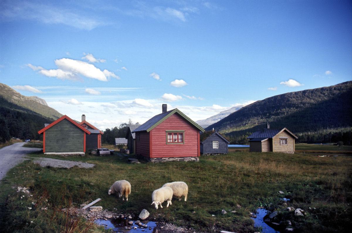 bilde av sæter, sauer