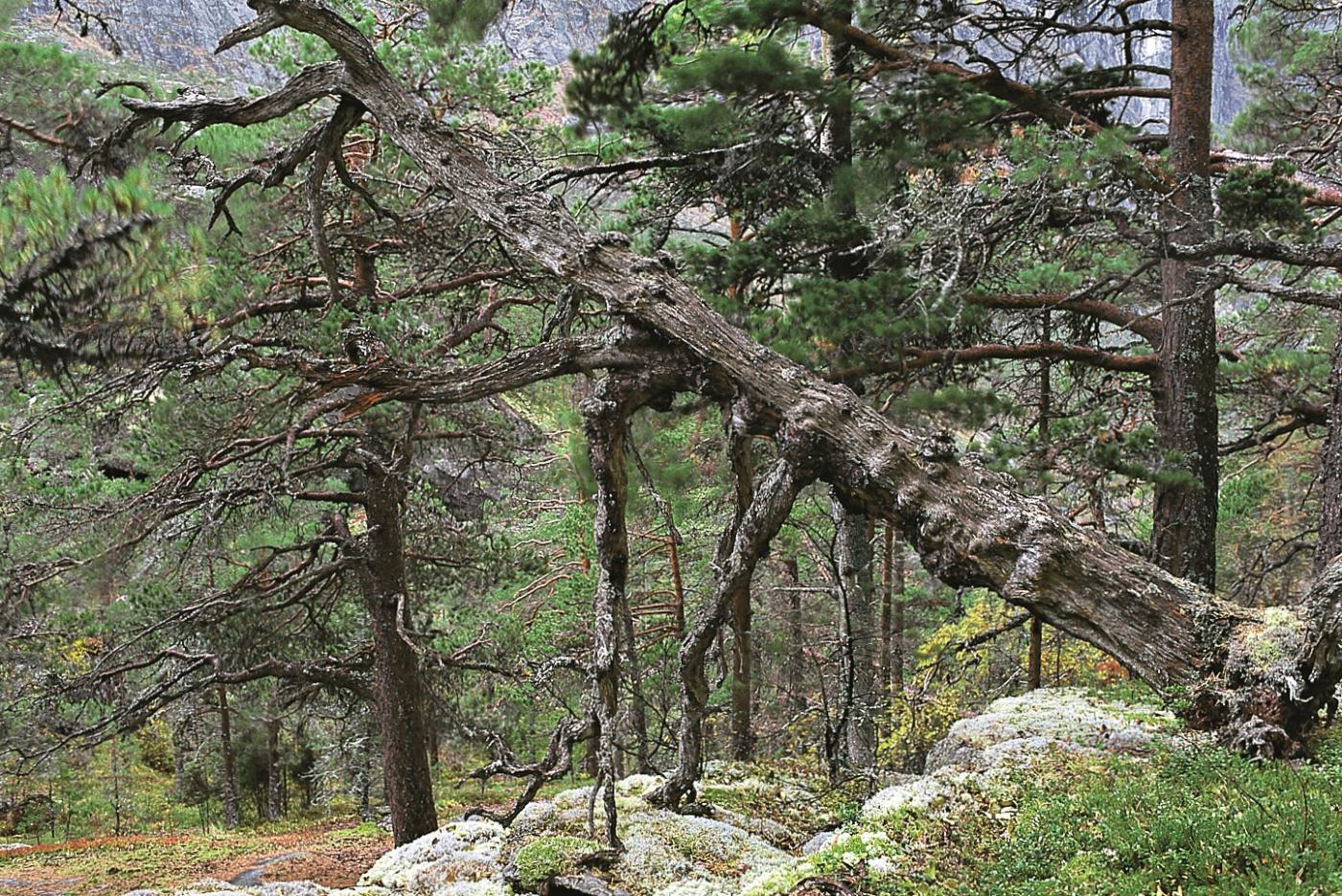 Gammal furuskog i Husedalen