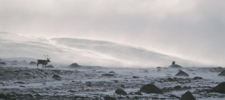 Det er til å undres over at et så stort dyr som reinen greier å overleve i den karrige vestnorske fjellheimen. Den nøysomme laven er reinens vintermatkammer – et fascinerende eksempel på naturens finstilte balanse. (Knut Strand)