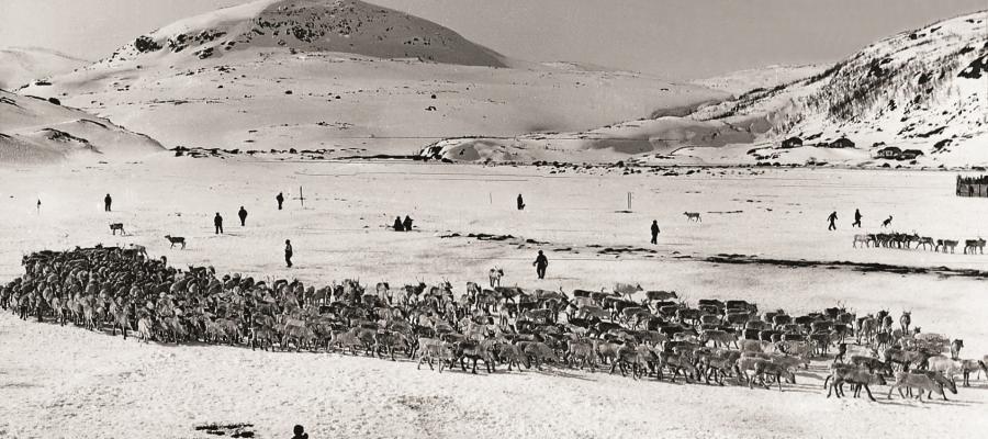 Skiljing av reinsflokk i Øyna, Hardangervidda, kring 1913