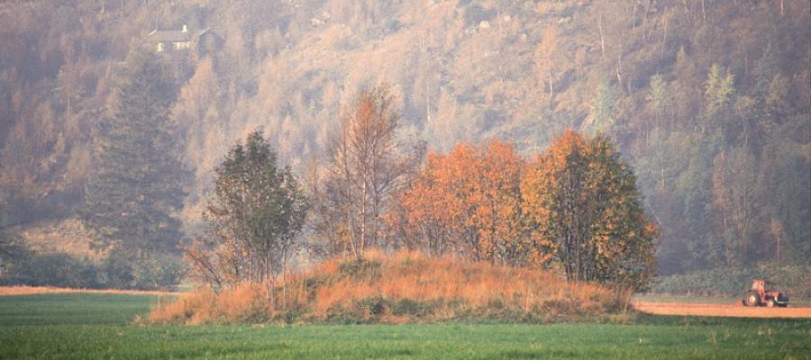 Gravhaugane ligg midt på dei breie bøane i jordbruksbygda Etne