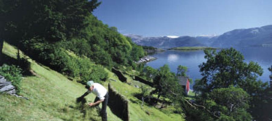 Gjuvslandsliane på Varaldsøy