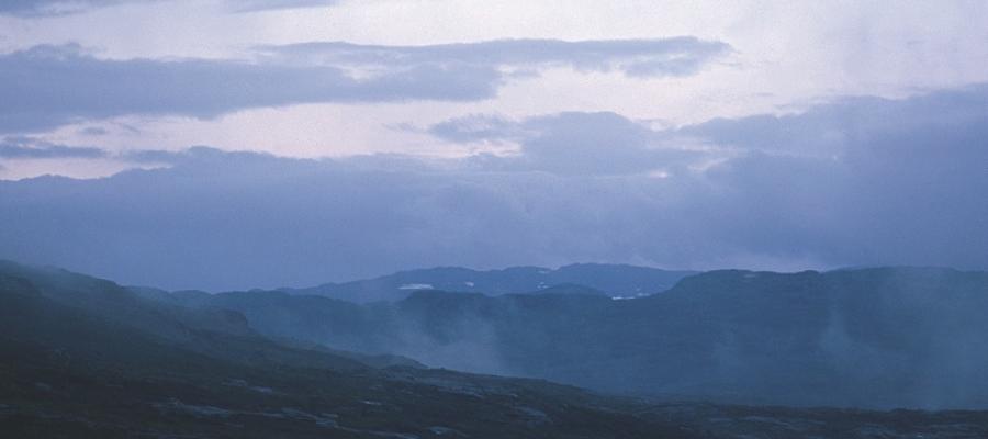 Hardangervidd