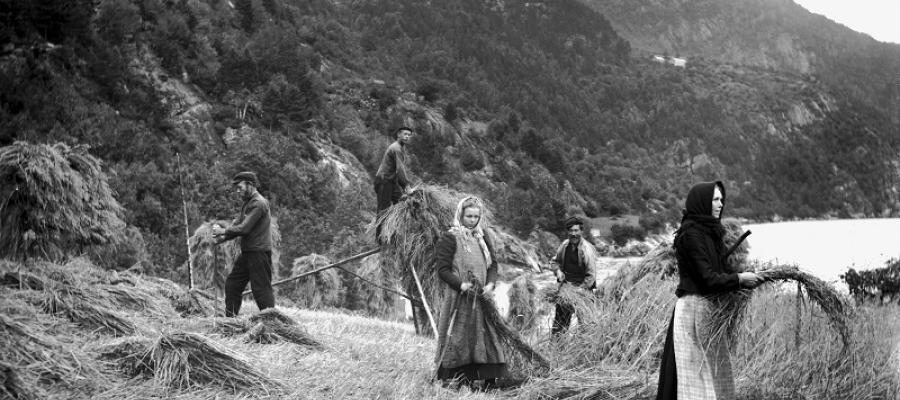 Kornbinding på Vallavik i Ulvik 