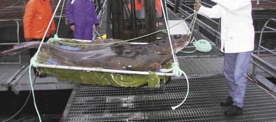 En velvoksen kveite donert til Havbruksstasjonen i Austevoll, der den gikk inn i tjeneste som stamfisk.