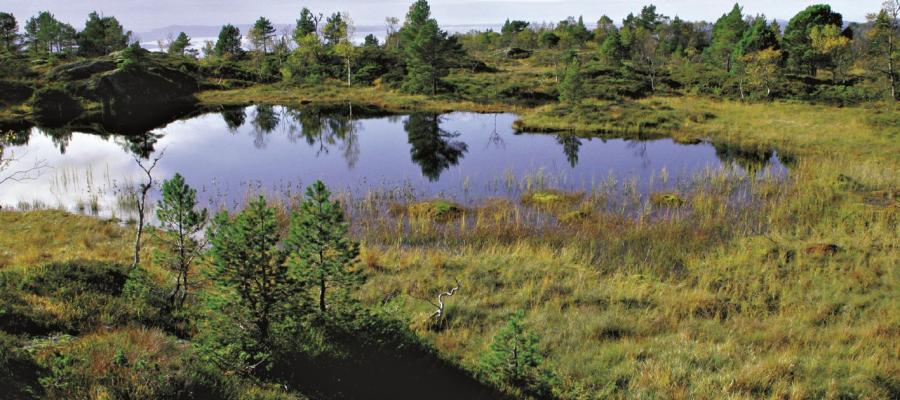 Parti fra Geitafjellet innenfor Baldersheim i Fusa 