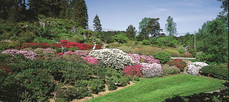 Arboretet: Rododendronblomstring