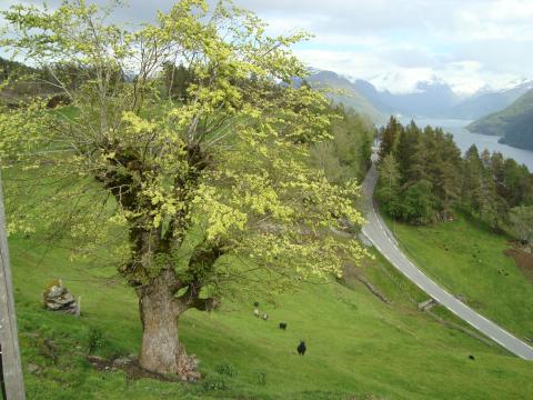 Almenav på Robjørgane i Stryn