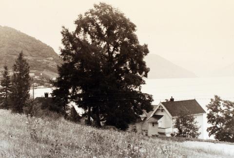 Fylkesmannsgarden sett frå nokolunde same stad på slutten av 1980-talet. Det store bartreet rett oppom den store almen vart teke ned i 2008, eit stort pæretre og ein del mindre vegetasjon rundt den gamle kontorbygningen vart fjerna sommaren 2009.