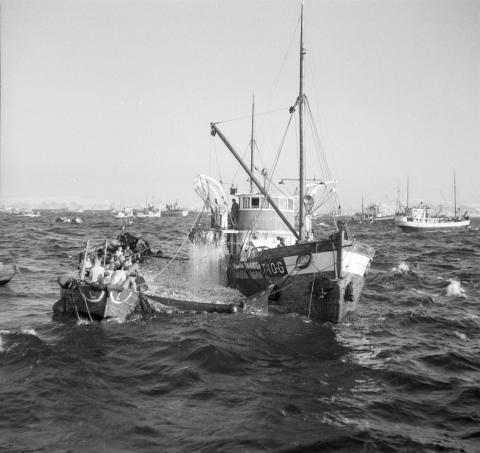 Det var vårsildefisket som gjorde at byen vart til. Men fisket var varierande og byen vart aldri den dominerande fiskerihamna mange håpa på. På 1950-talet derimot var sildefisket eventyrleg, og saman med vegutbyggjing og industribyggjing fekk byen ein blomstringsperiode. Biletet er teke på sildefeltet ved Sendingane i februar 1955. 
 