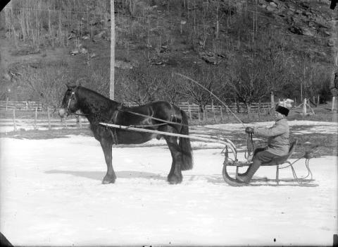 Hest og slede for snøføre. 