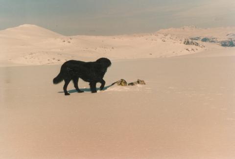 Skjerdalslina vart nedlagd i 1909 mykje på grunn av dei store snømengdene. Her ser me toppen av Skjerdalshytta i mai 1989.