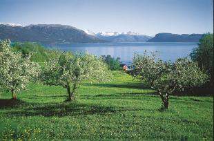 Som ein barm mot fjorden ligg Strandebarm