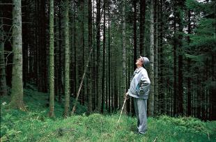 Skogmeister Ole Kolås mønstrar resultatet av skogplantinga på 1900-talet.